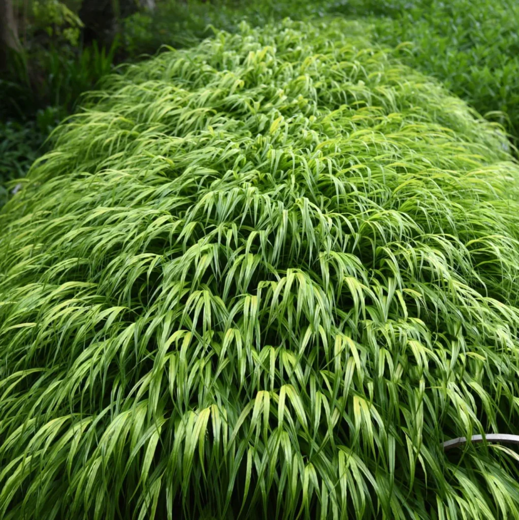 Hakonechloa - trawa bambusowa dla Twojego ogrodu.