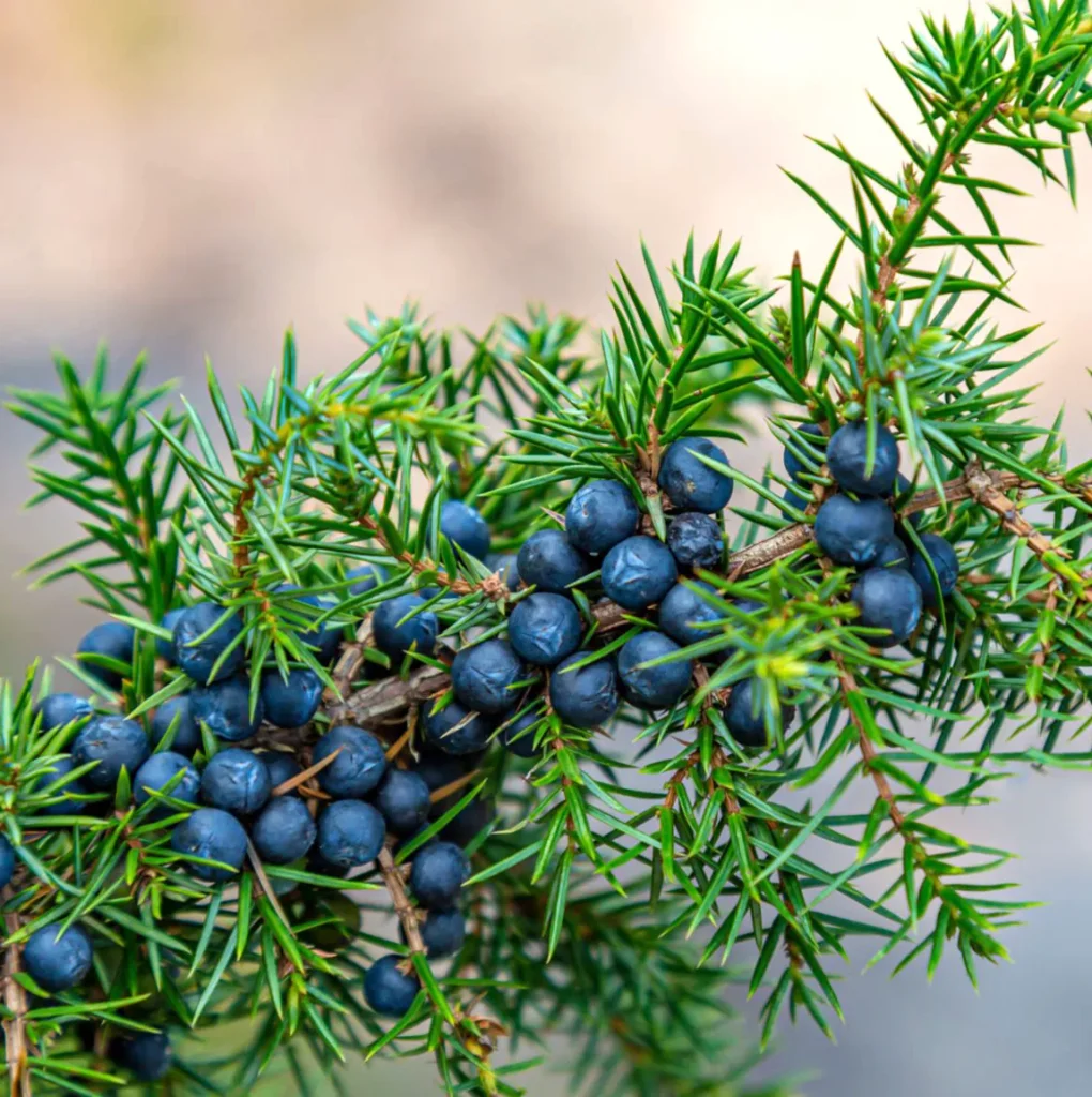 Jałowiec (Juniperus) – Tajemnice wszechstronnego krzewu.