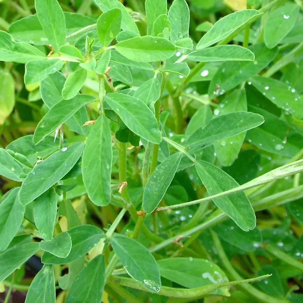 Kozieradka pospolita Trigonella foenum-graecum. Moc+