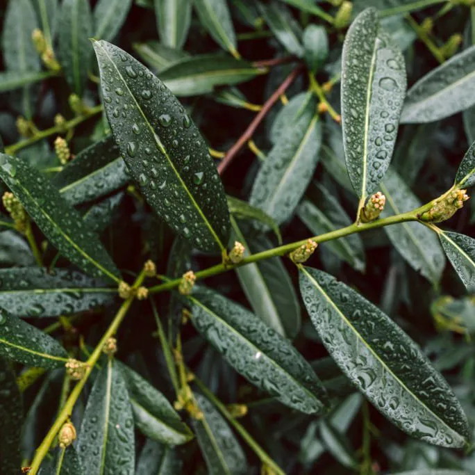 Laurowiśnia (Prunus laurocerasus)popularna roślina ogrodowa