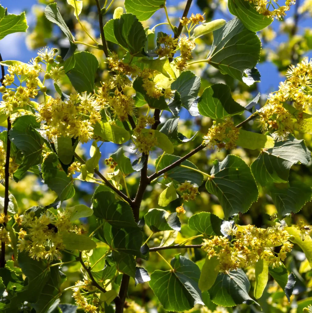 Lipa drobnolistna (Tilia cordata). Królowa polskich drzew.