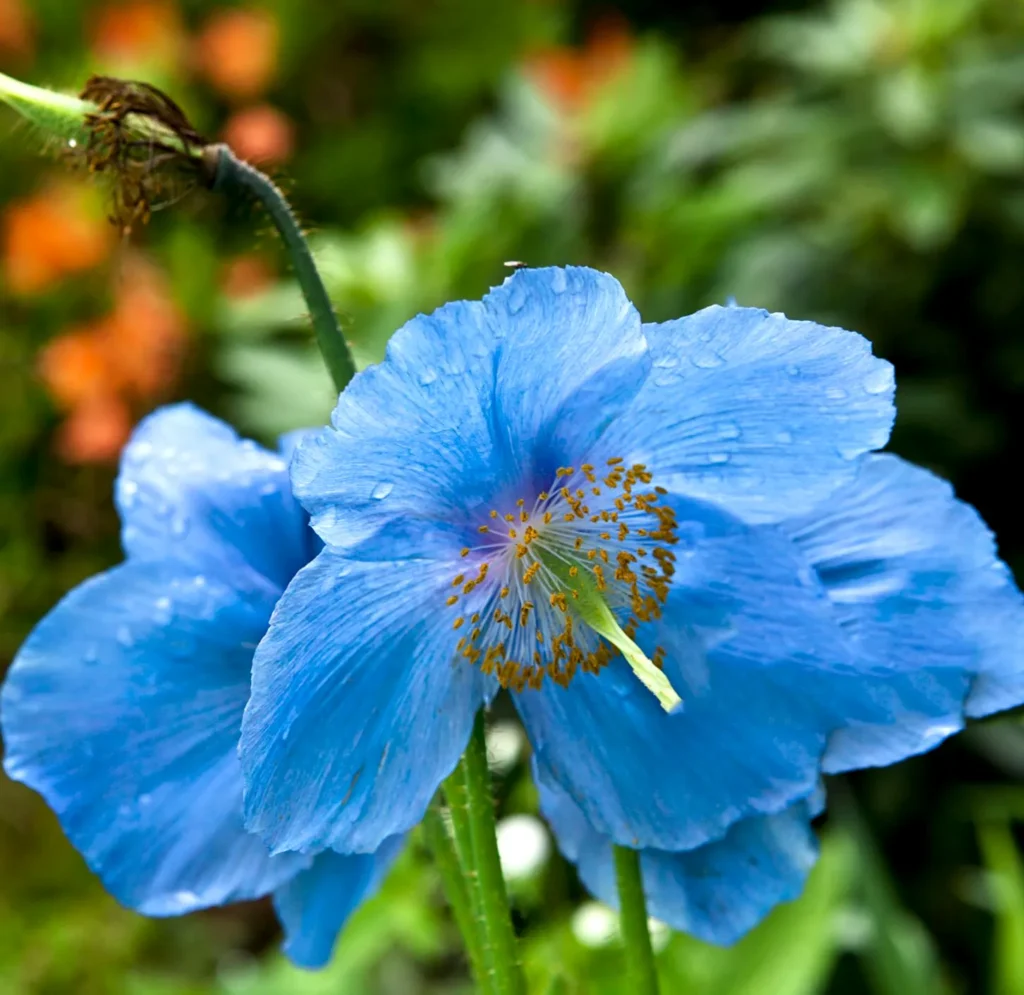 Mak niebieski (Papaver somniferum).