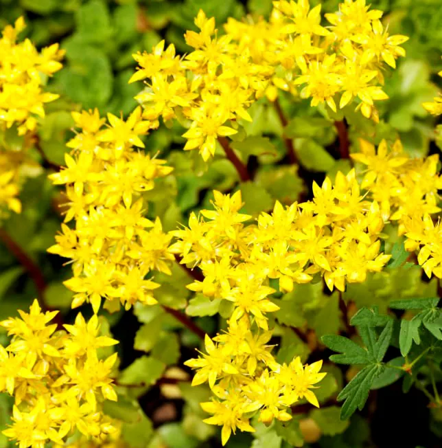 Rozchodnik Sedum. Wielka rodzina roślin sukulentowych.