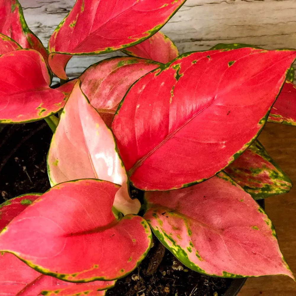 Aglaonema Pink Star - Różowa gwiazda.