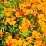 Aksamitka-waskolistna-Tagetes-tenuifolia