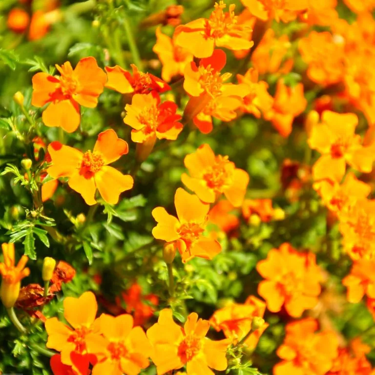 Aksamitka wąskolistna Tagetes tenuifolia - Złoty strażnik.