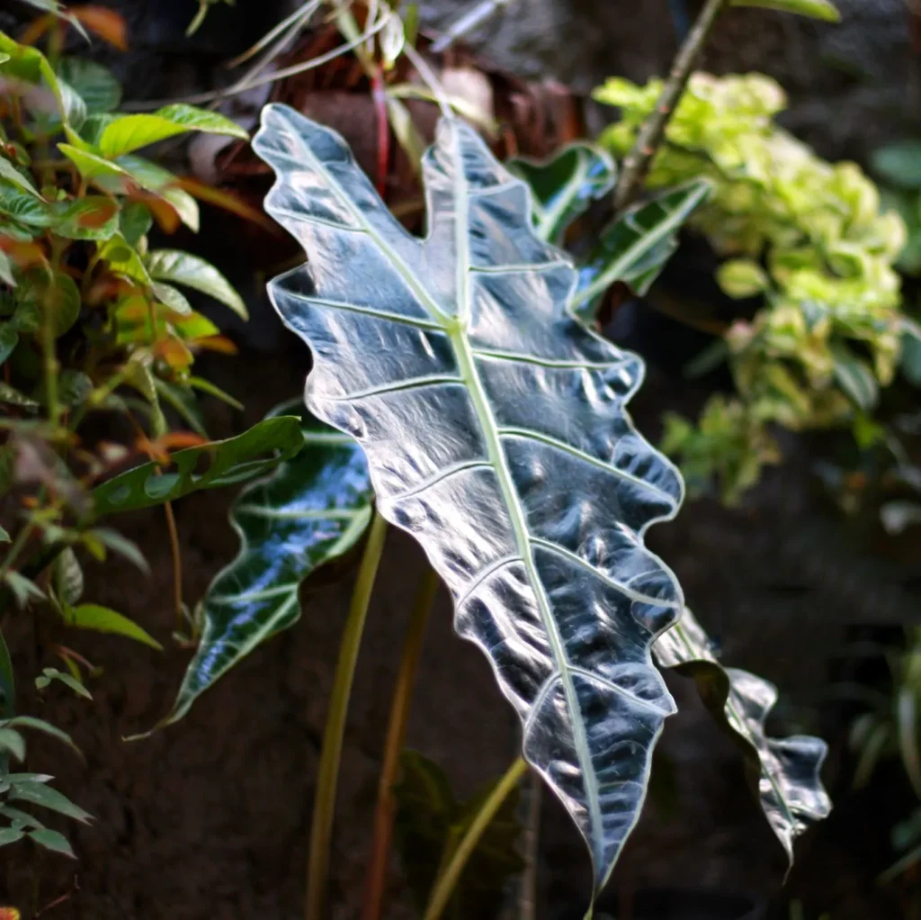 Alokazja Polly Alocasia Amazonica - Amazońska Strzała.