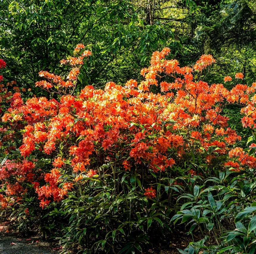 Azalia japońska Rhododendron japonicum - Kwitnąca gejsza.