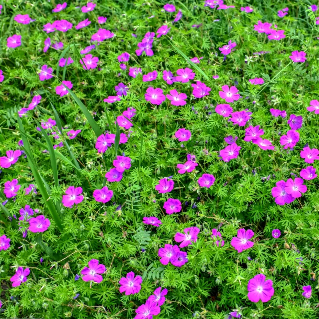 Bodziszek czerwony Geranium sanguineum - Ozdoba ogrodu.