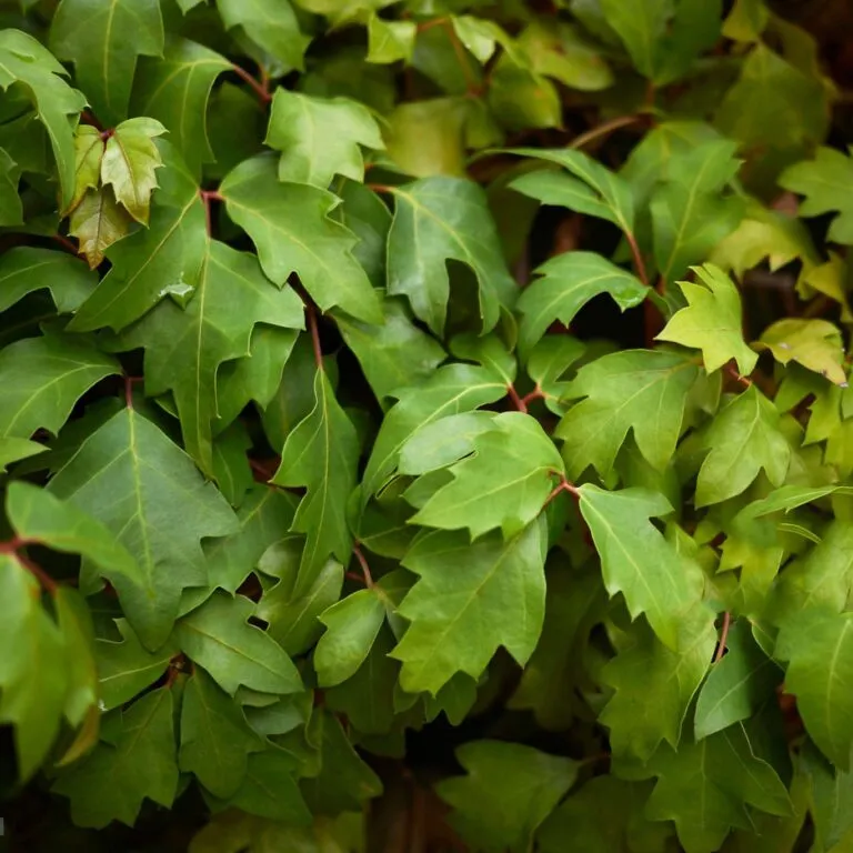 Cissus rhombifolia Ellen Danica - Dżungla w doniczce.