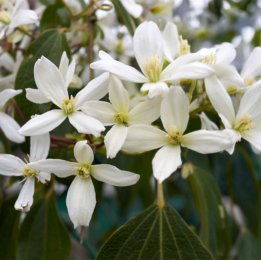 Clematis armandii Apple Blossom - Jabłkowy powojnik.