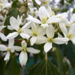 Clematis-armandii-Apple-Blossom