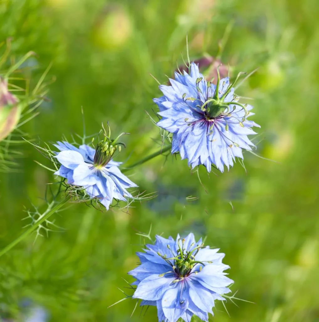 Czarnuszka damasceńska Nigella damascena. Błękitna Dama