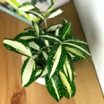 Dracaena-Milky-Way-Dracena