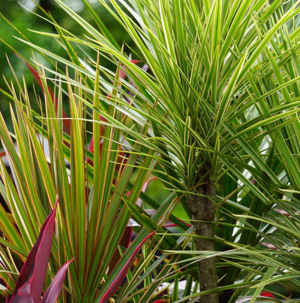 Dracena obrzeżona Dracaena marginata - Smukła piękność.