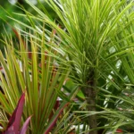 Dracena-obrzezona-Dracaena-marginata-768x774_11zon