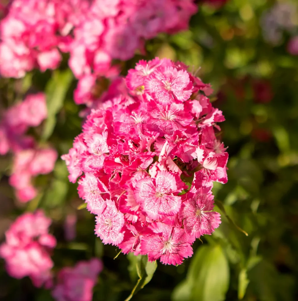 Goździki ogrodowe Dianthus caryophyllus. Kwiatowe Falbany.