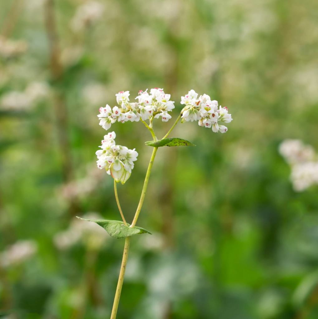 Gryka zwyczajna Fagopyrum esculentum - Superfood.