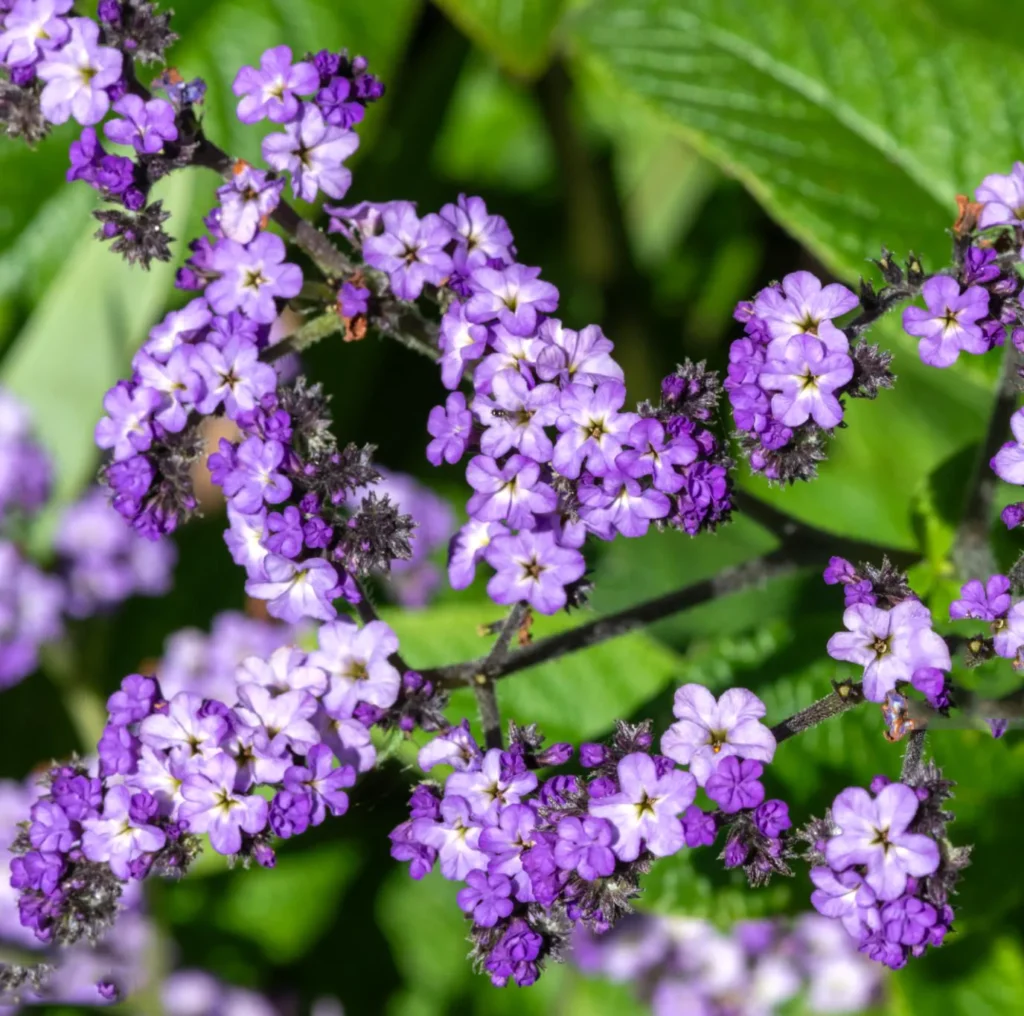 Heliotrop Peruwiański Heliotropium arborescens.