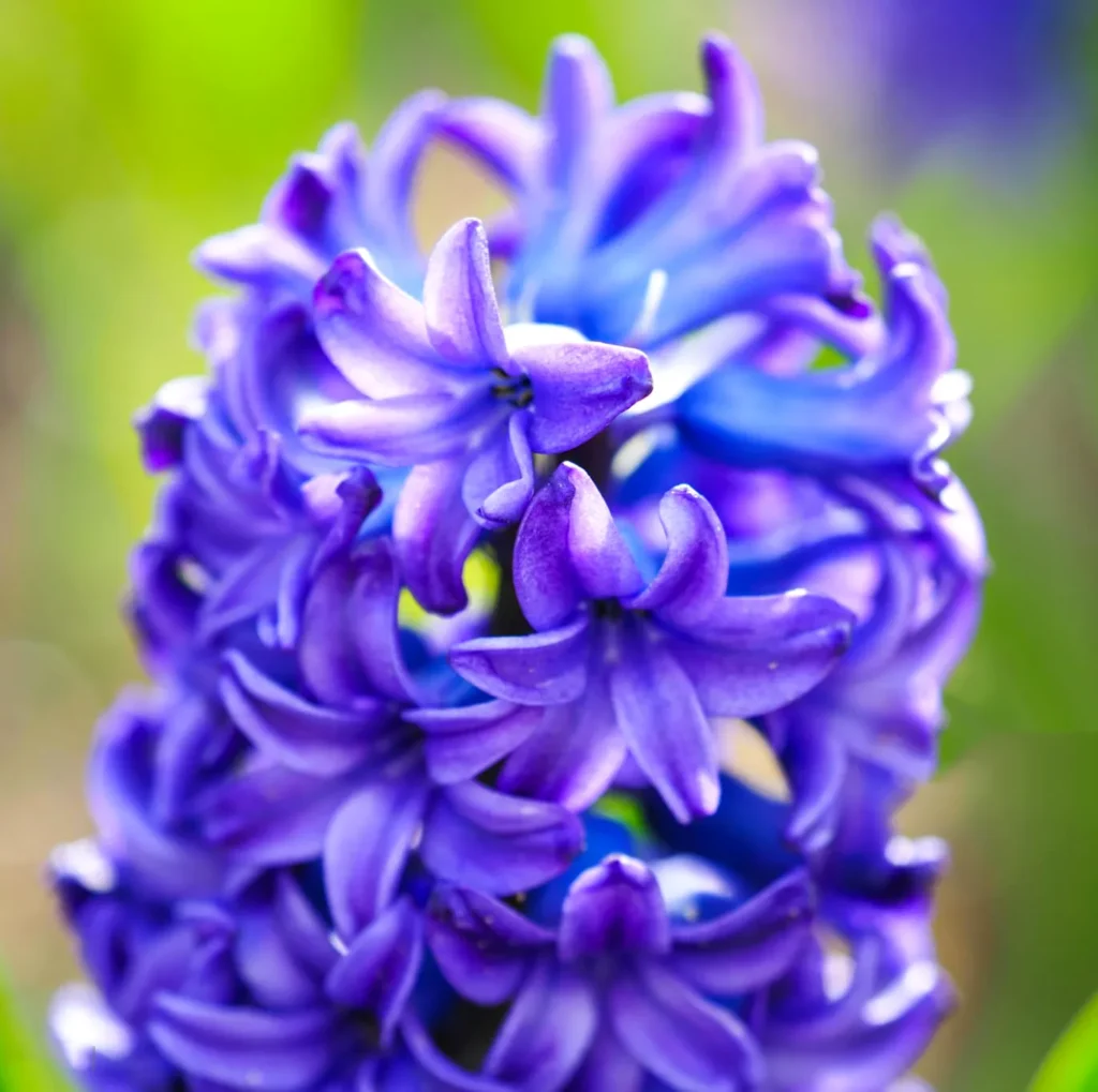 Hiacynt Hyacinthus Blue Jacket - Szafirowy zawrót głowy.