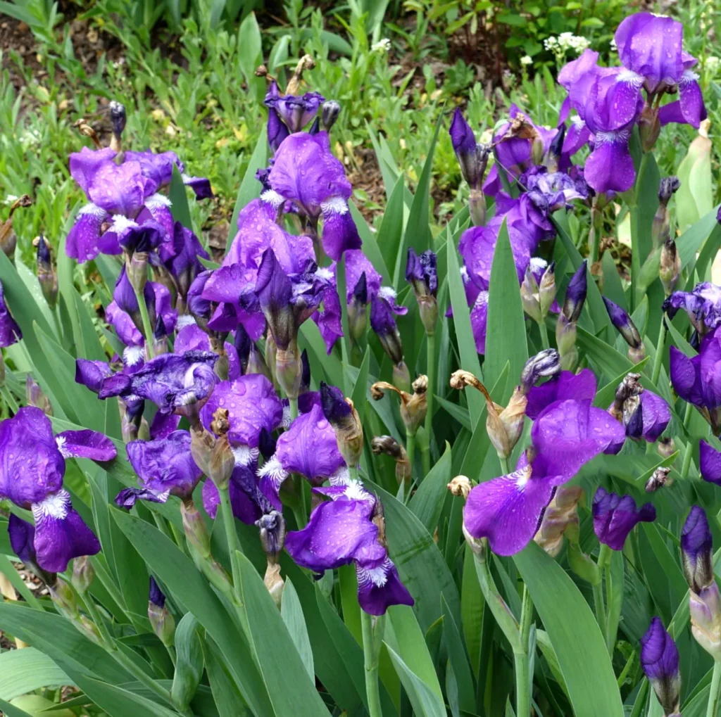 Irys bródkowy Iris germanica - Aksamitne płatki.