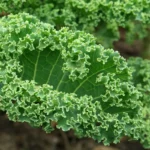 Jarmuż-Brassica-oleracea