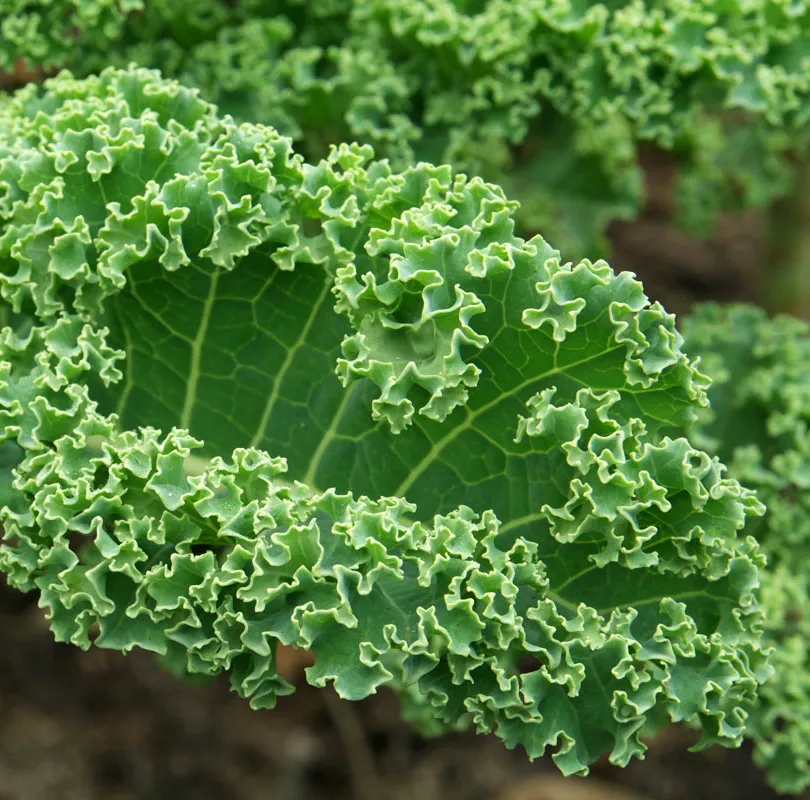 Jarmuż Brassica oleracea - Superfood ogrodu.