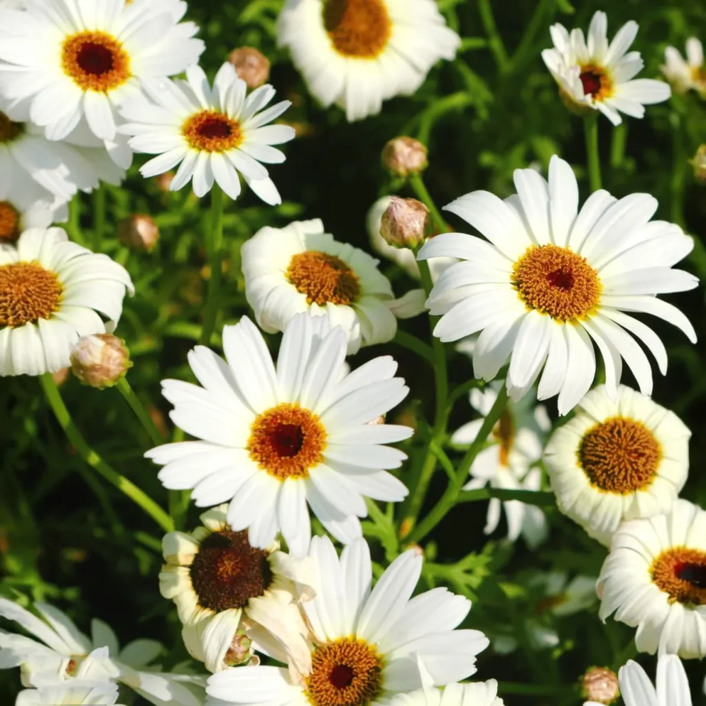 Jastrun wielki Leucanthemum maximum -  Biała perła ogrodu