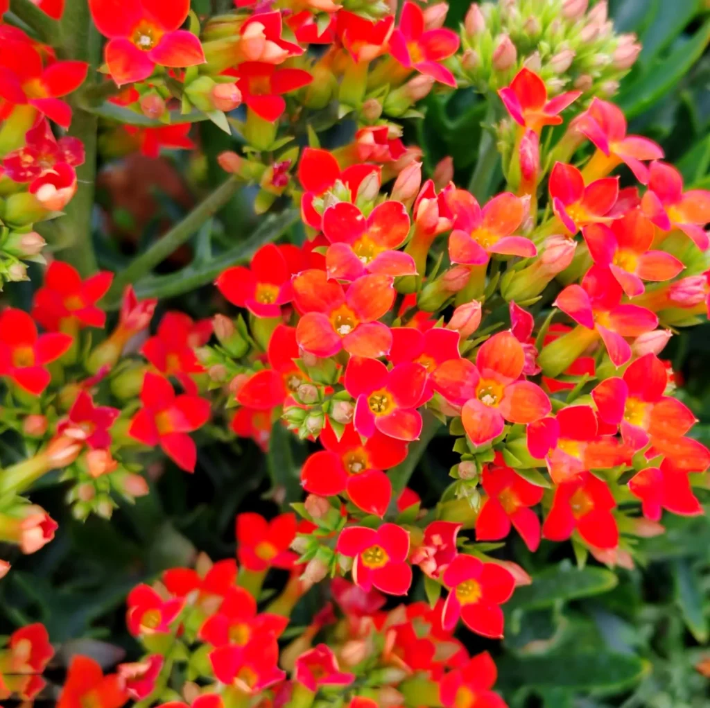 Kalanchoe blossfeldiana Żyworódka - Kwiatowy kalejdoskop.