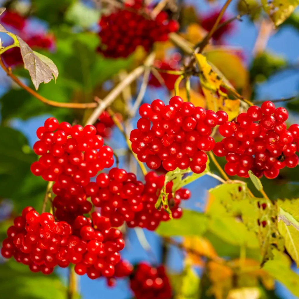 Kalina koralowa Viburnum opulus - Ogrodowy koral.