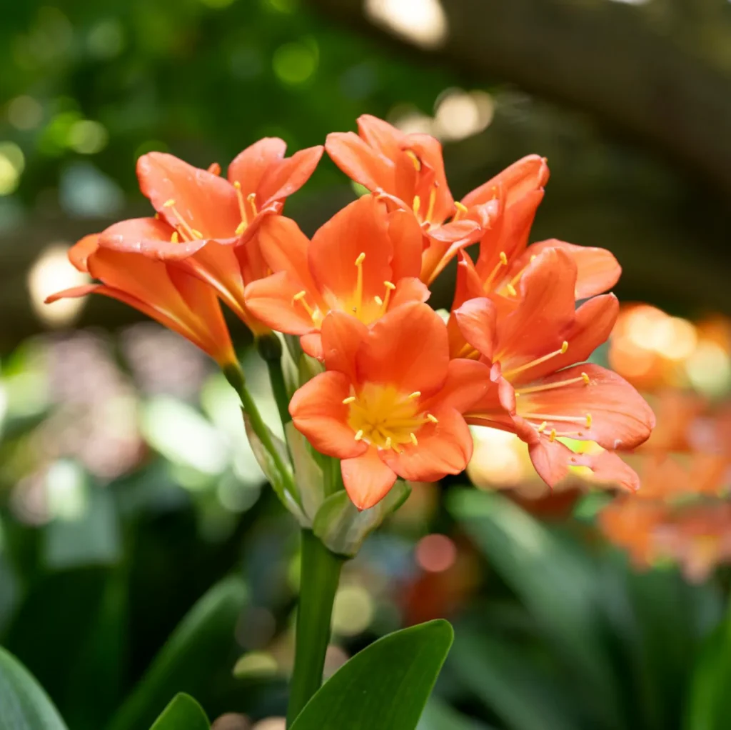 Kliwia cynobrowa Clivia miniata - Iskry ognia w doniczce.