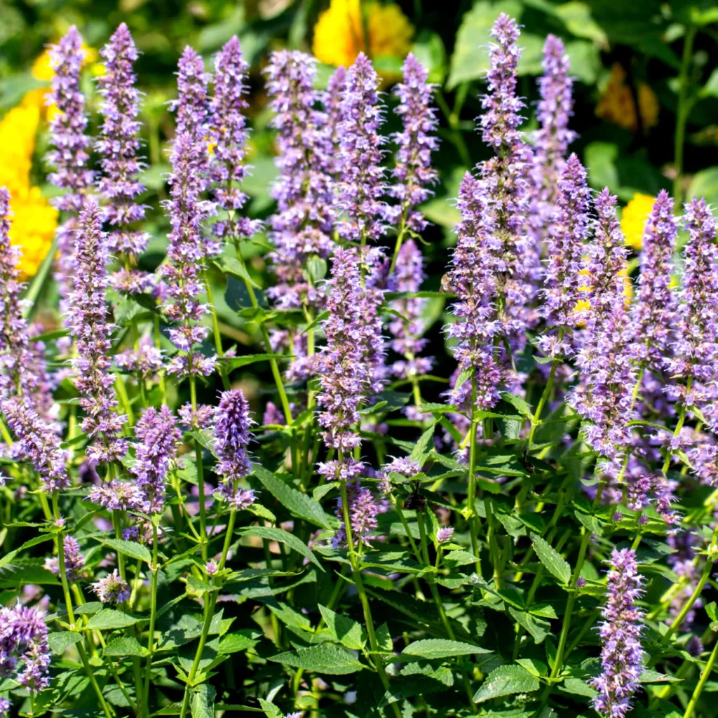 Kłosowiec Blue fortune Agastache - Aromatyczny kłos.