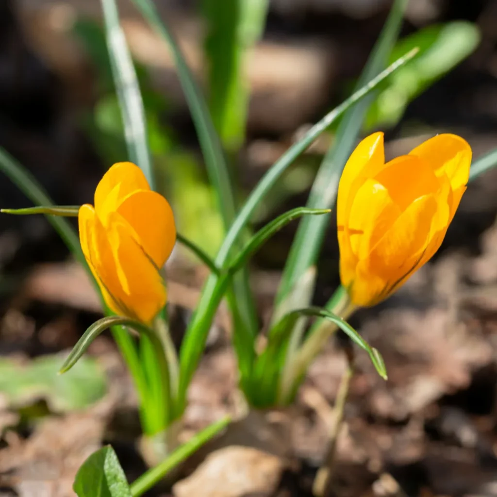 Krokus złocisty Crocus chrysanthus - Złocisty dywan.