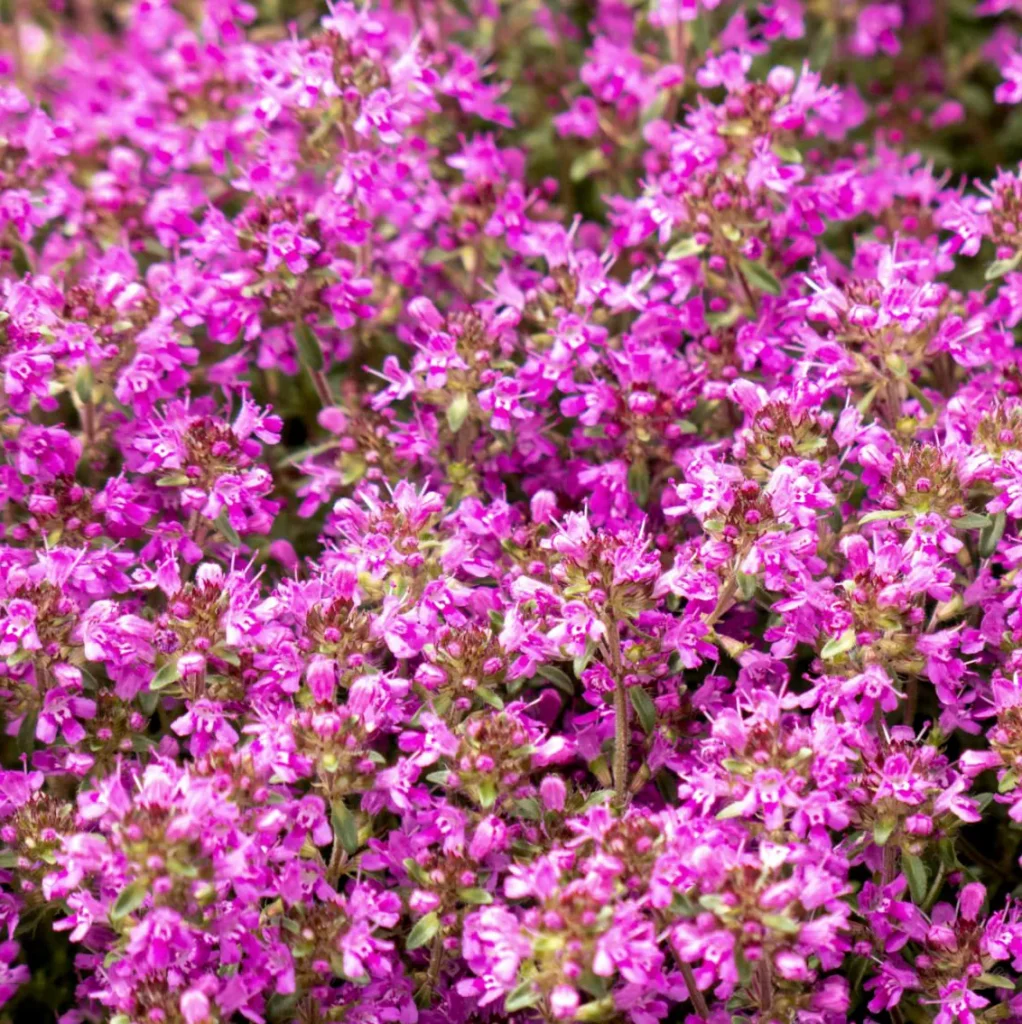 Macierzanka piaskowa Thymus serpyllum - Skalny tymianek.