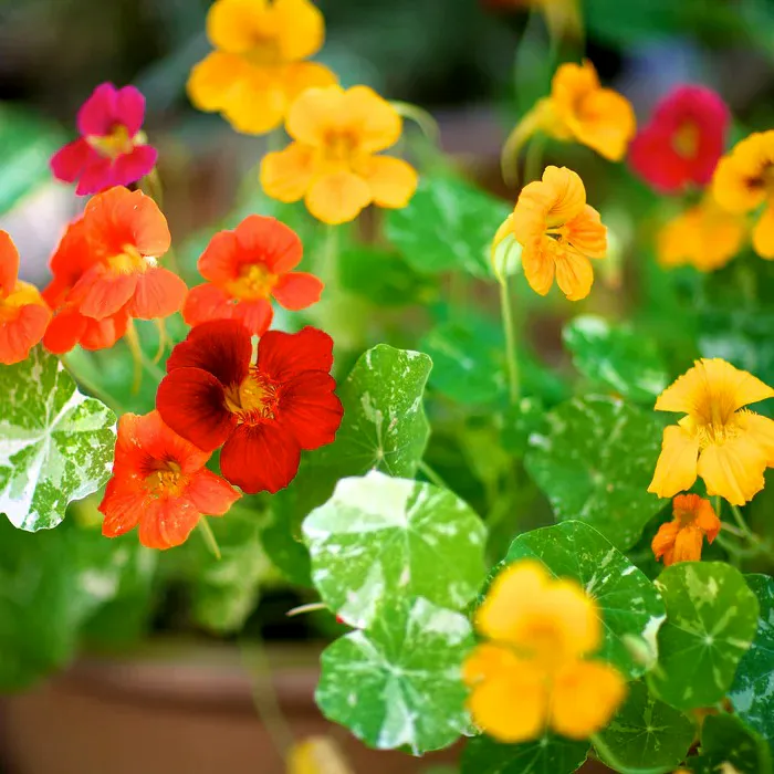 Nasturcja większa Tropaeolum majus - Płomienie lata.