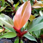 Philodendron-Prince-of-Orange