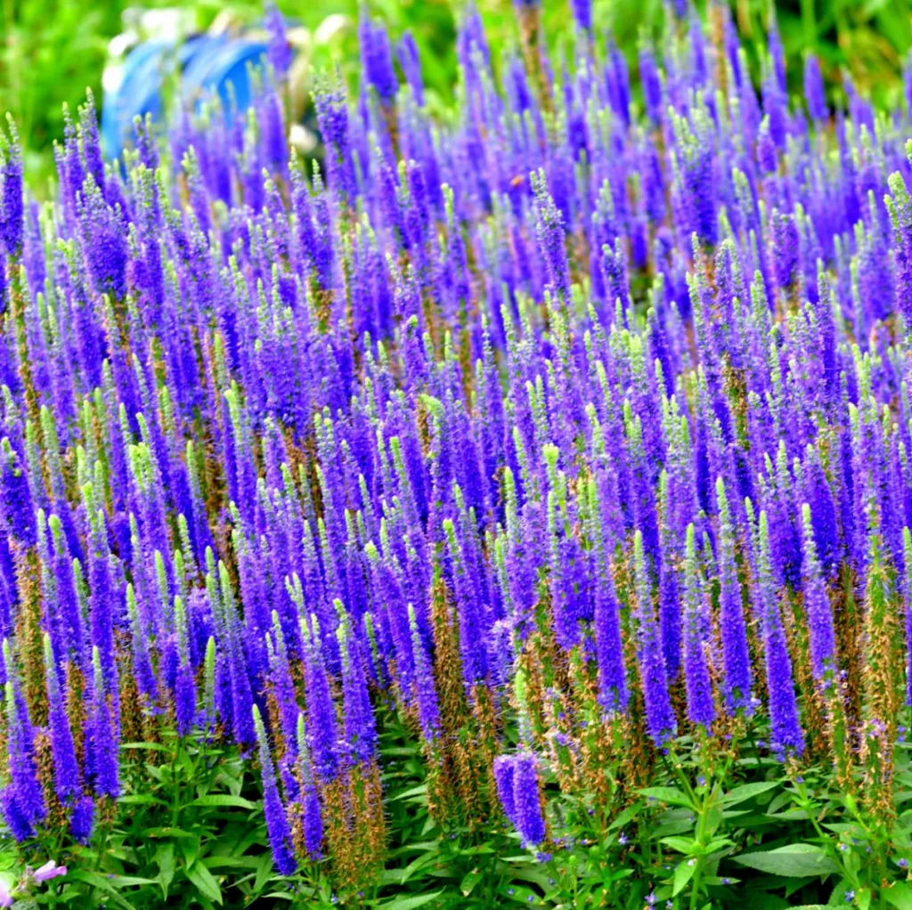 Przetacznik kłosowy Veronica spicata - Fioletowa fala.