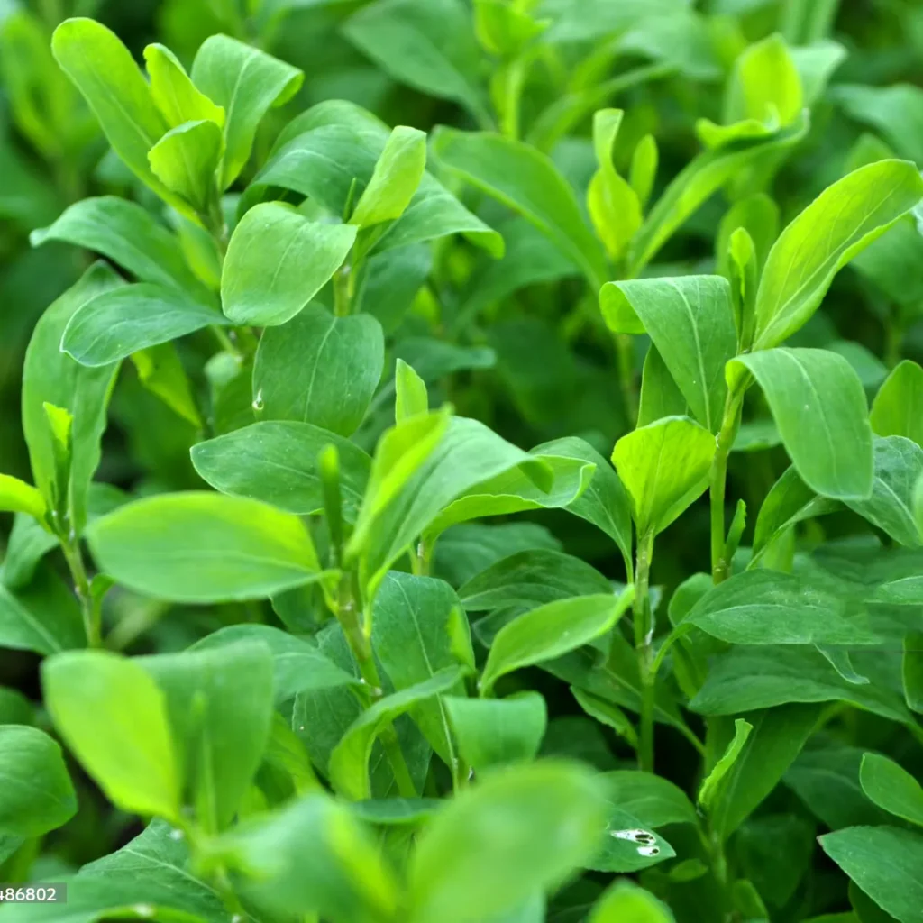 Rdest ptasi Polygonum aviculare - Twój zielony lekarz.