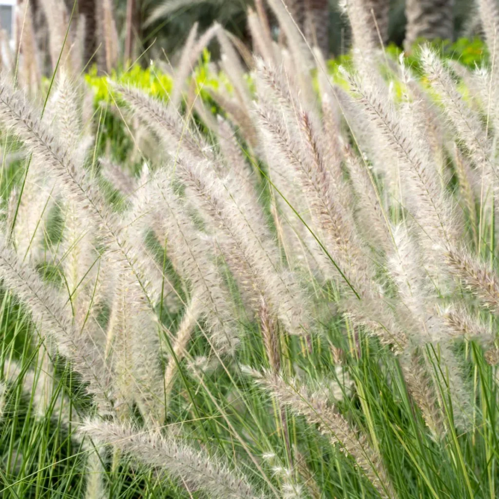 Rozplenica japońska Pennisetum alopecuroides.