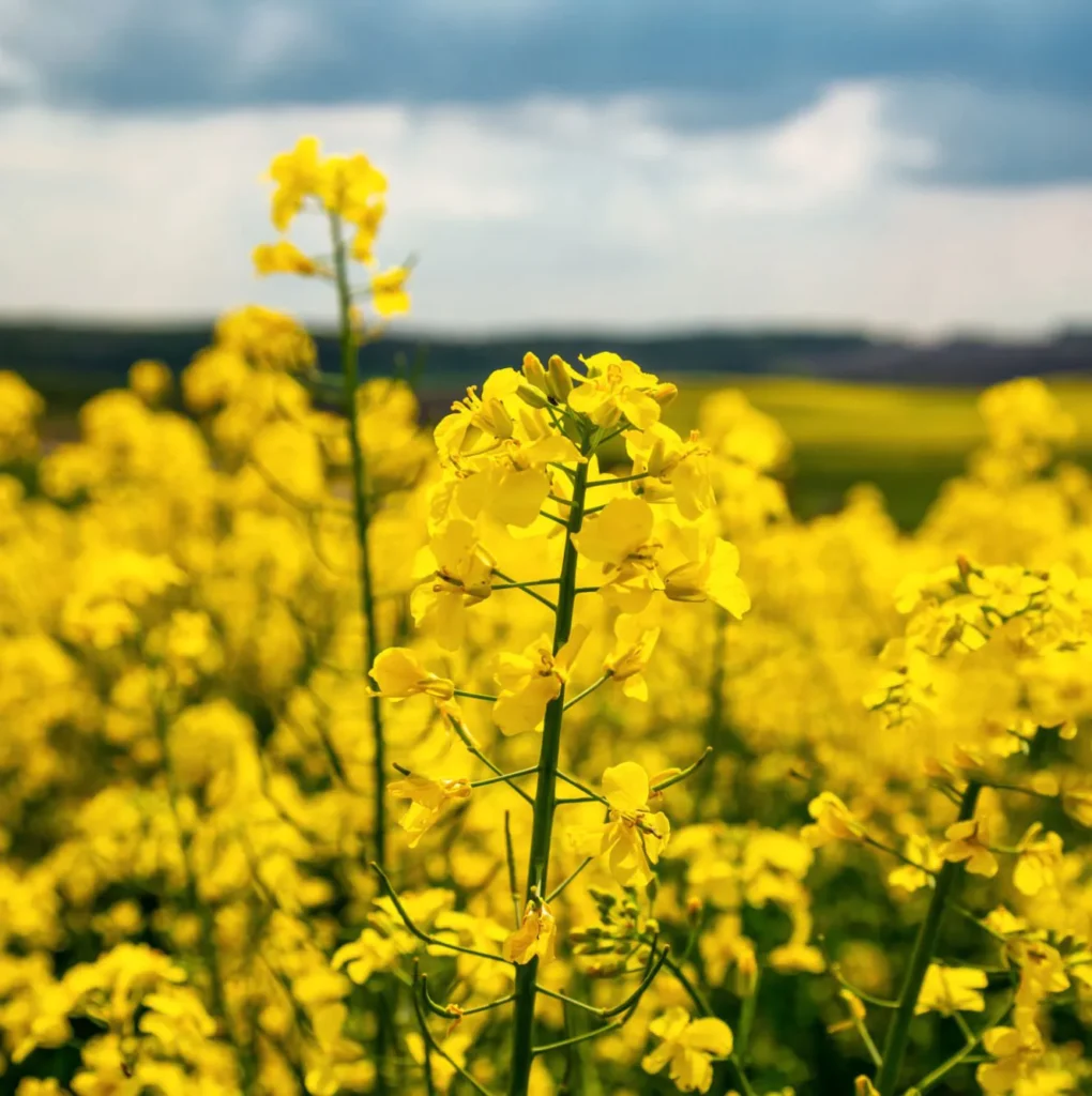 Rzepak Brassica napus Sherpa - Żółta królowa pól