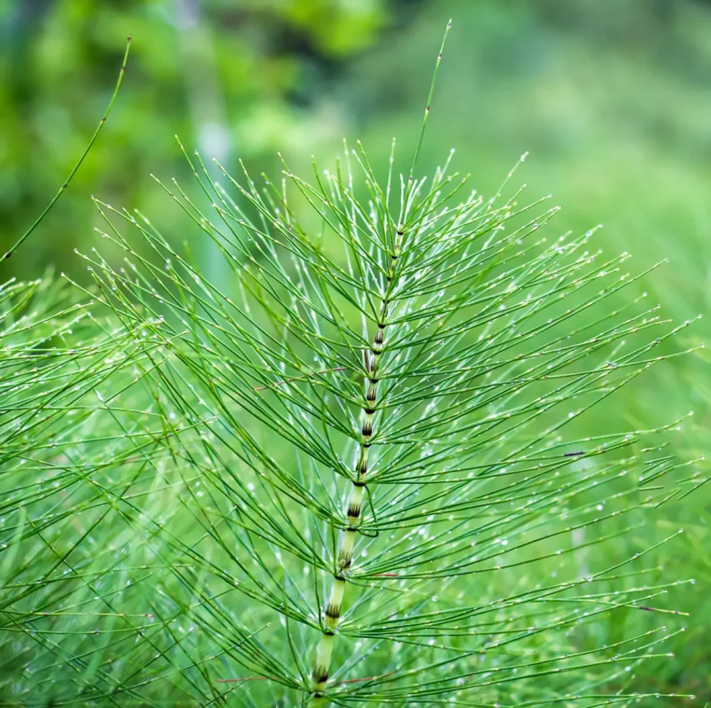 Skrzyp polny Equisetum arvense - Zdrowie prosto z łąki.