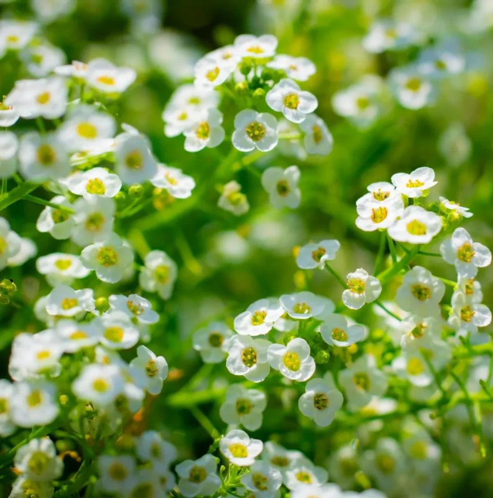 Smagliczka nadmorska Lobularia maritima. Kwiatowy dywan.