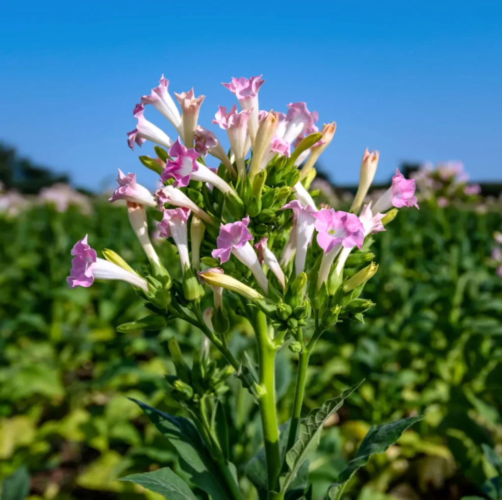 Tytoń jasny Nicotiana tabacum - Uzależniająca przyjemność.