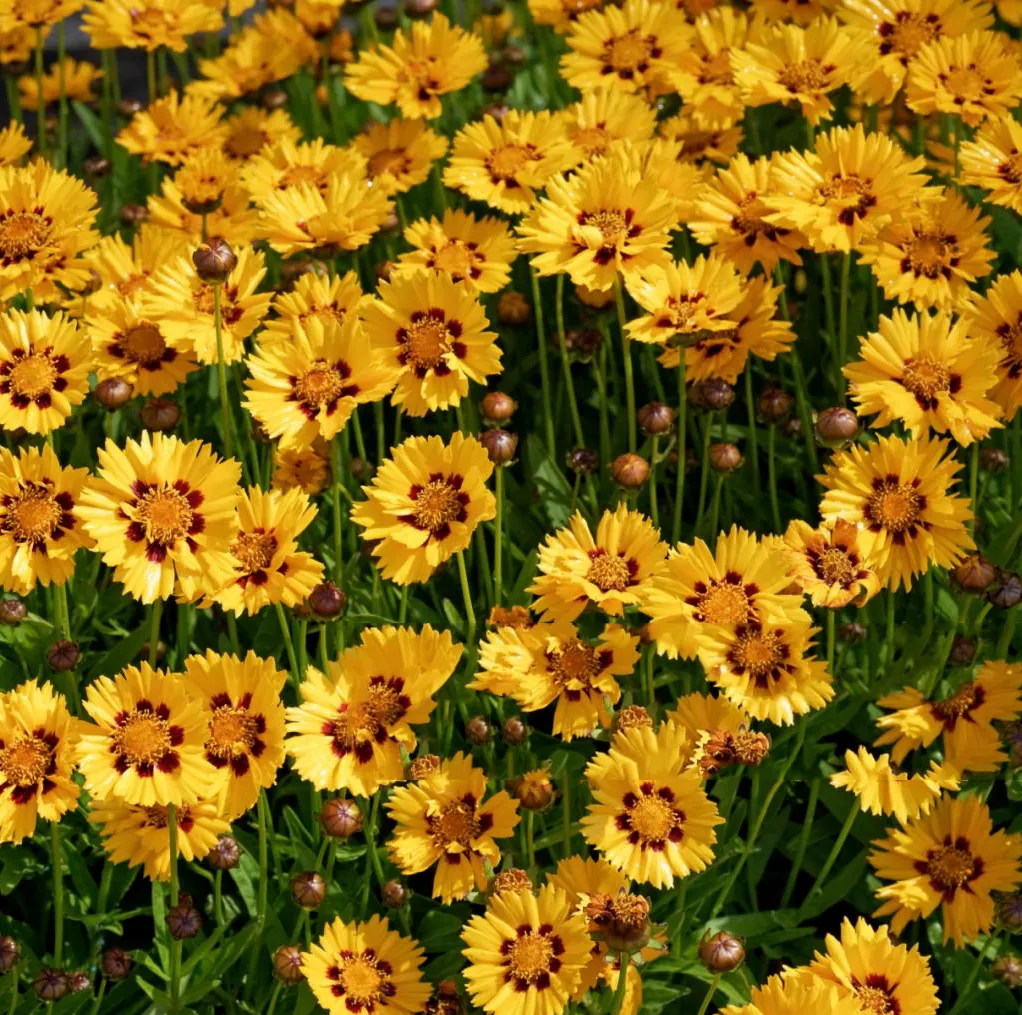 Nachyłek wielkokwiatowy Coreopsis grandiflora - Płatki lata.