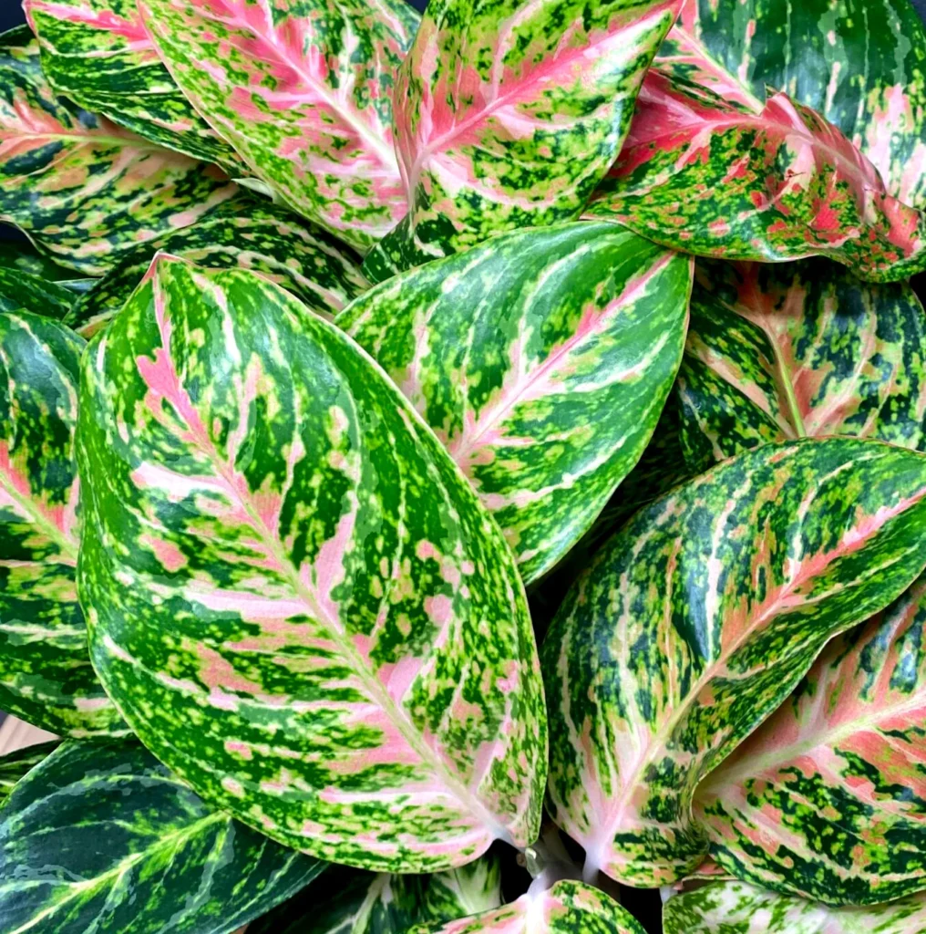 Aglaonema Cocomelon - Zielono-różowa harmonia.