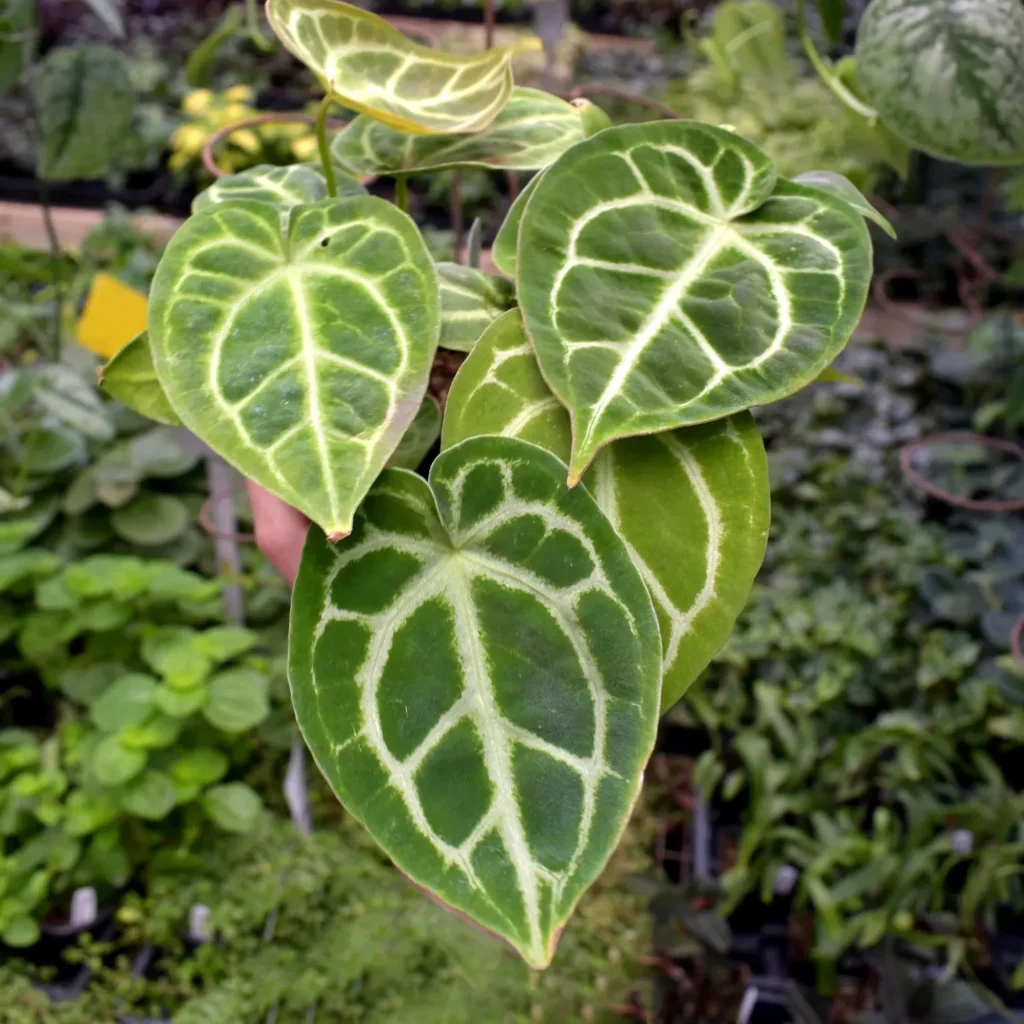 Anturium Anthurium Silver Blush - Egzotyczna elegancja.