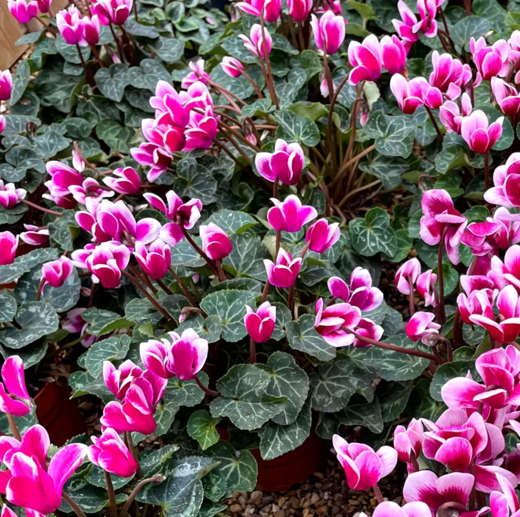 Cyklamen bluszczolistny Cyclamen hederifolium. Jesienny hit.