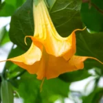 Datura-aurea-Brugmansia-aurea