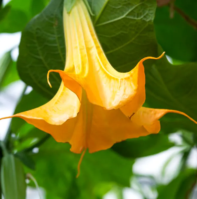 Datura aurea Brugmansia aurea - Złoty anioł tropików.