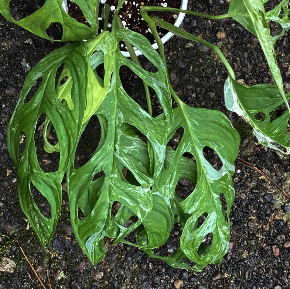 Monstera Adansonii Indonesian Marble - Marmurowy skarb.